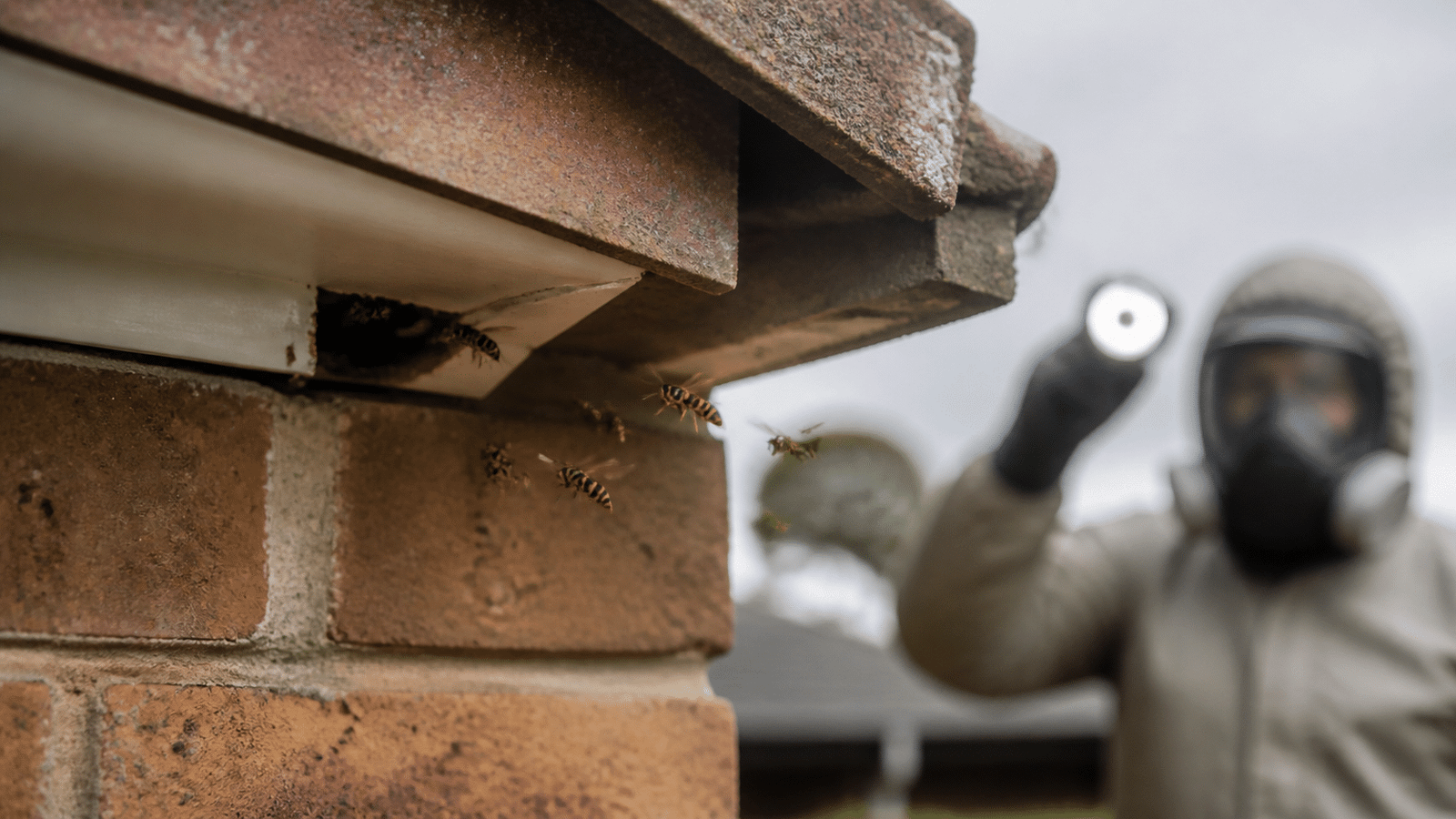 Wasps entering a roof cavity at a Melbourne property
