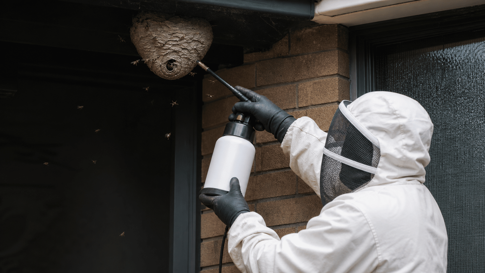 Emergency wasp nest removal at a Melbourne home