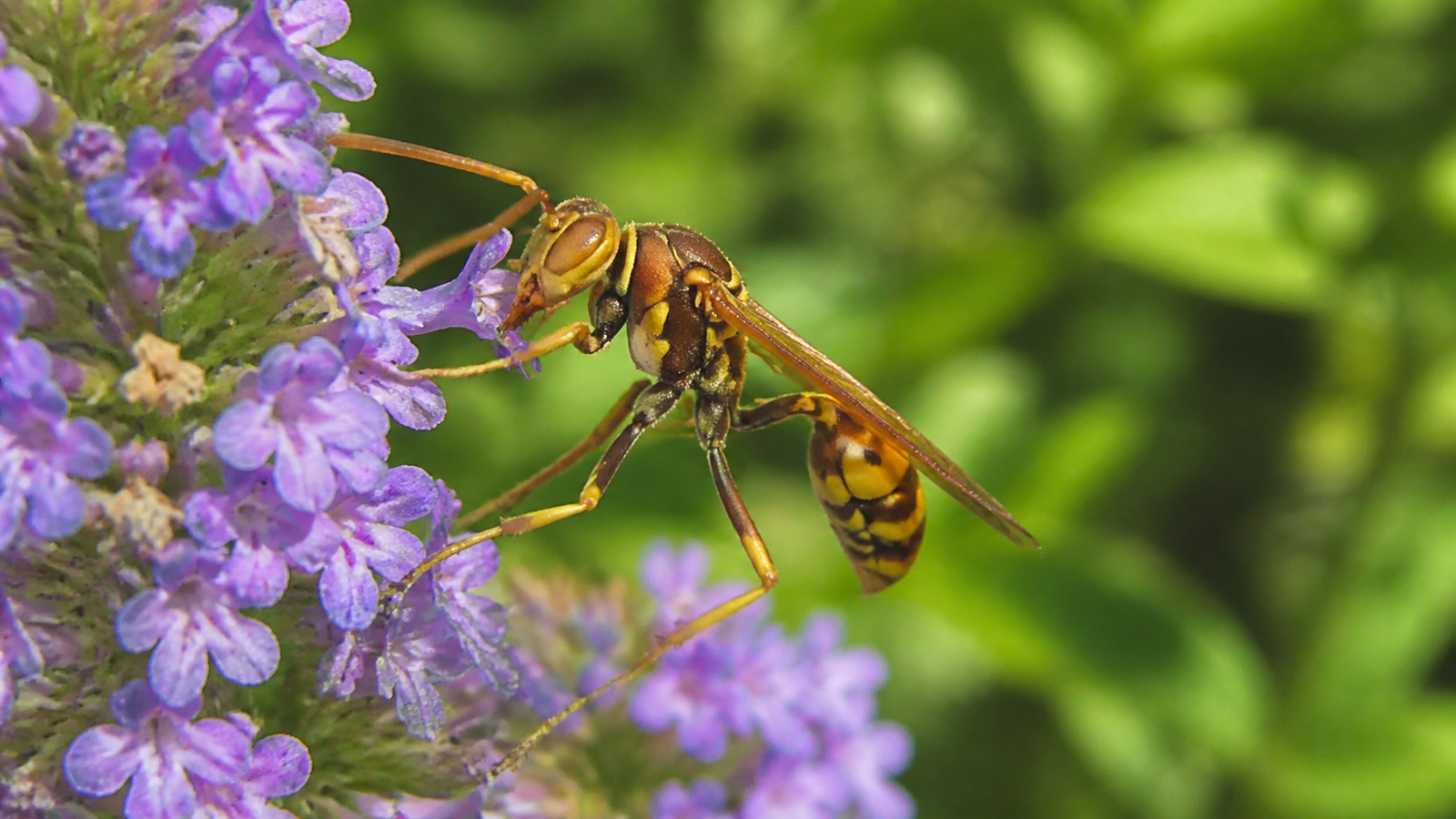 Australian Paper Wasp, Polistes humilis