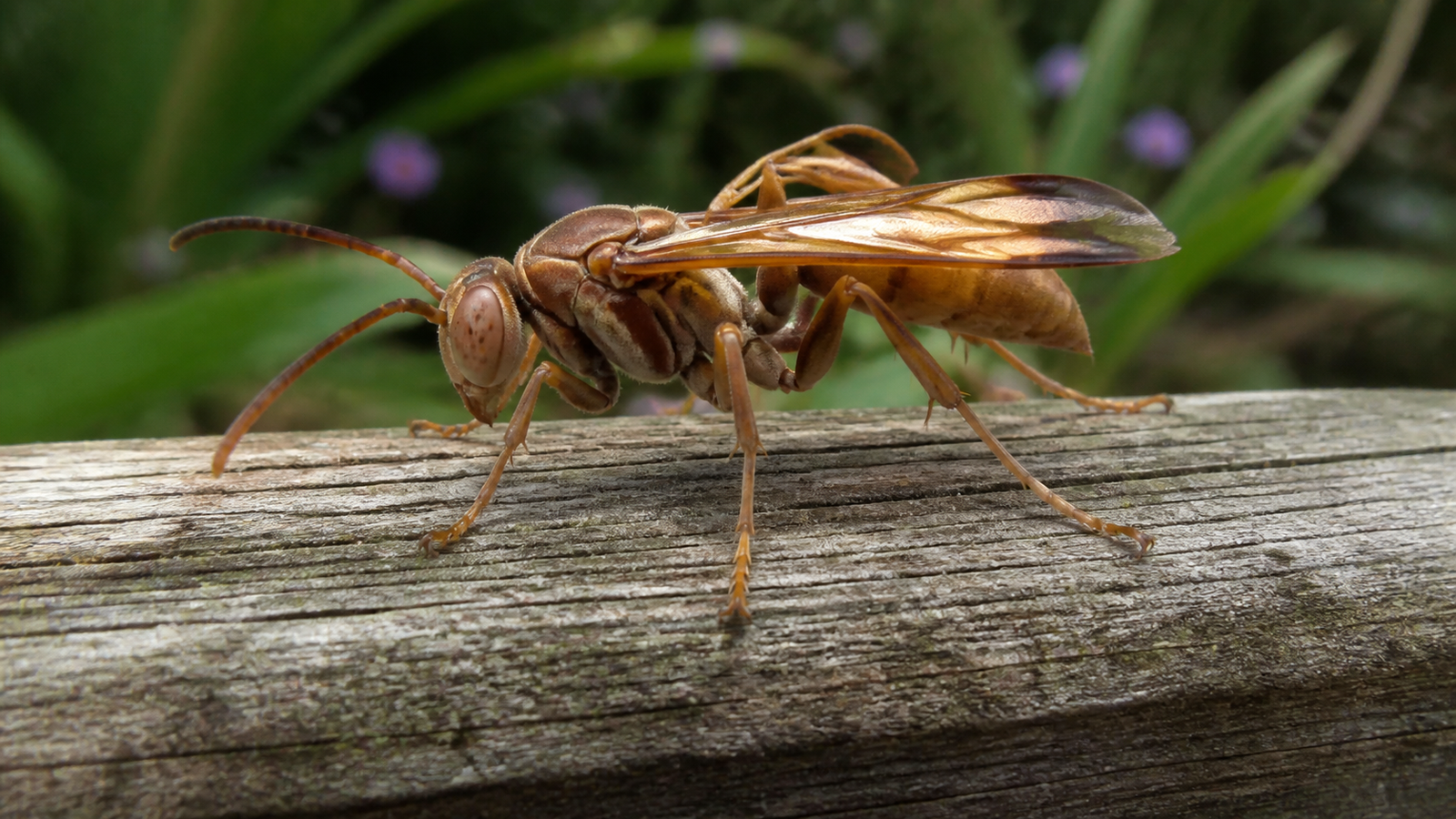 Brown Paper Wasp, Ropalidia species