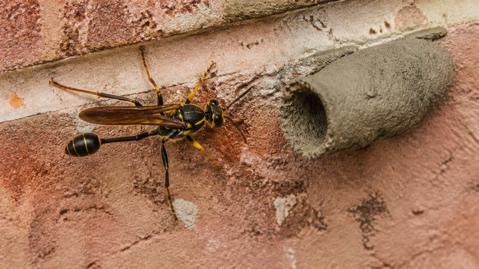 Mud Dauber, Sceliphron laetum