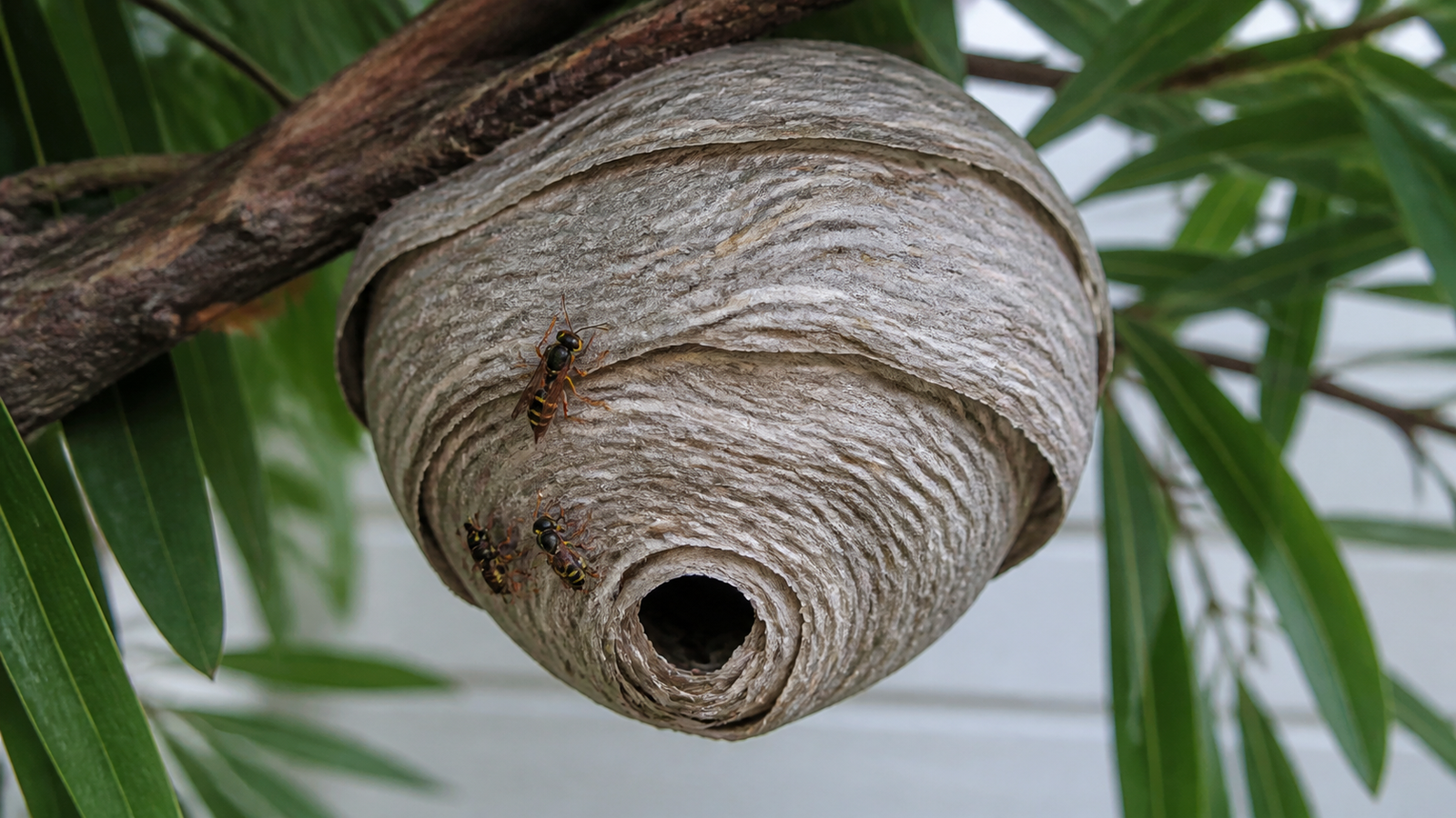 What The Nest Tells You, Nest identification